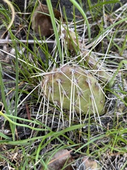 Opuntia × columbiana