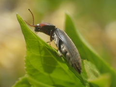 Agriotes fucosus