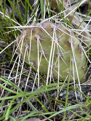Opuntia × columbiana