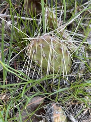 Opuntia × columbiana