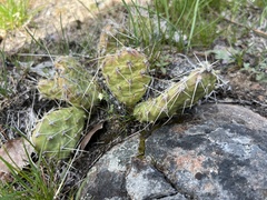 Opuntia × columbiana