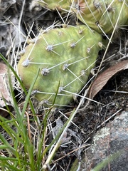 Opuntia × columbiana