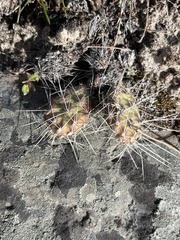 Opuntia × columbiana