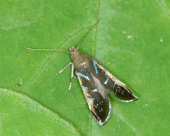 Strobisia proserpinella