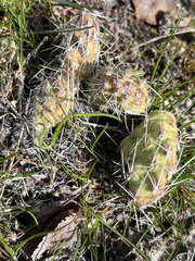 Opuntia × columbiana