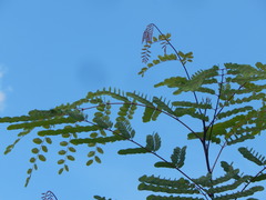 Adenanthera
