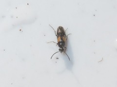 Anaspis fasciata