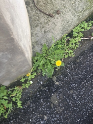 Taraxacum officinale image