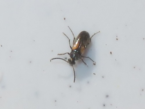 Anaspis fasciata, Wassenaar, Nederland, photo 10 of 10