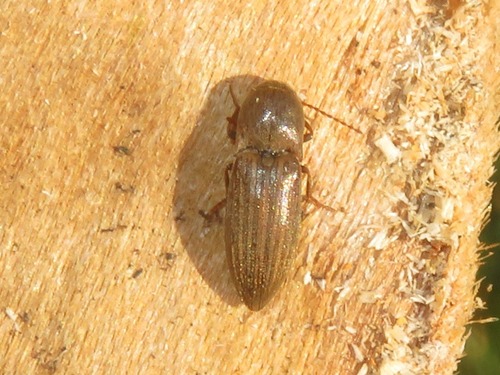 Lined Click Beetle, Wassenaar, Nederland, photo 4 of 10