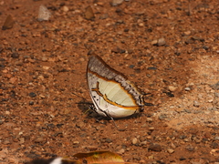 Polyura eudamippus