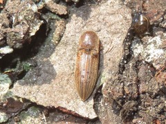 Agriotes lineatus