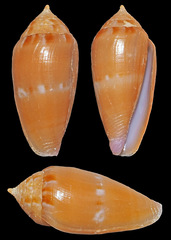 Conus nucleus