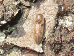 Agriotes lineatus