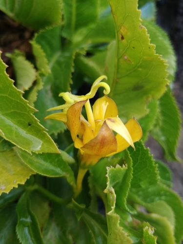 Image of Golden Musschia (Musschia aurea) by (c) Vítor Jorge, some rights reserved (CC BY)
