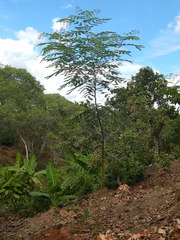 Adenanthera