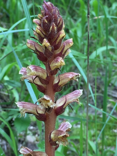 ivy broomrape
