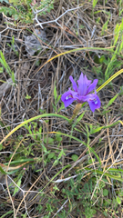 Moraea sisyrinchium