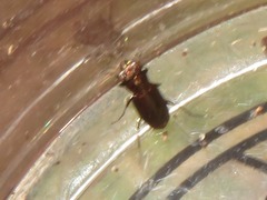 Notiophilus biguttatus