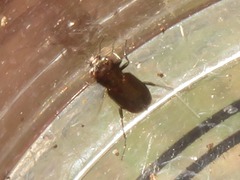 Notiophilus biguttatus