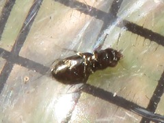 Notiophilus biguttatus