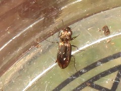 Notiophilus biguttatus