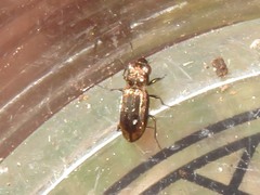 Notiophilus biguttatus