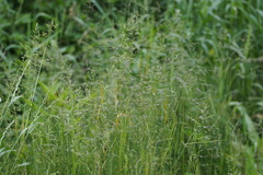 Poa acroleuca