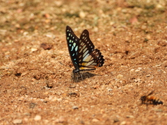 Graphium chironides