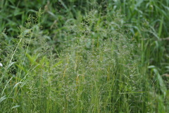 Poa acroleuca