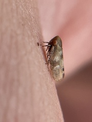 Reticopsis udrobates