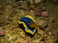 Chromodoris magnifica