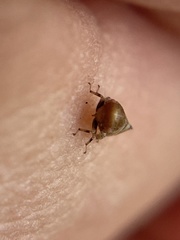 Reticopsis udrobates