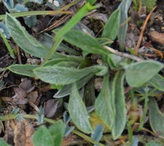 Convolvulus cantabrica