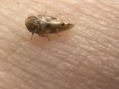 Reticopsis udrobates