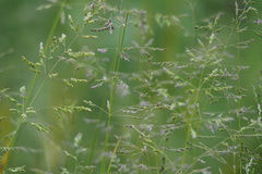 Poa acroleuca