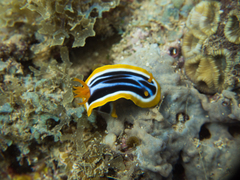 Chromodoris africana