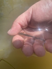 Ambystoma talpoideum