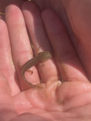 Ambystoma talpoideum
