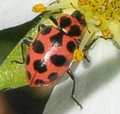 Coleomegilla maculata lengi