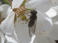 Meliscaeva auricollis