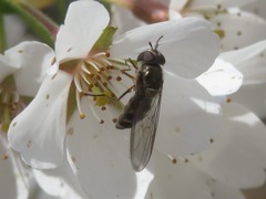 Meliscaeva auricollis