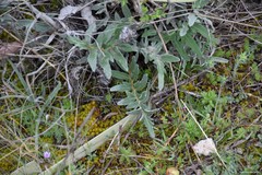 Leuzea conifera