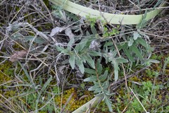Leuzea conifera