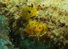 Halgerda indotessellata
