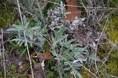 Leuzea conifera