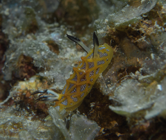 Halgerda indotessellata