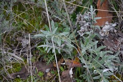Leuzea conifera