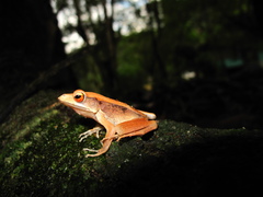 Clinotarsus penelope