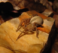 Micrommata formosa